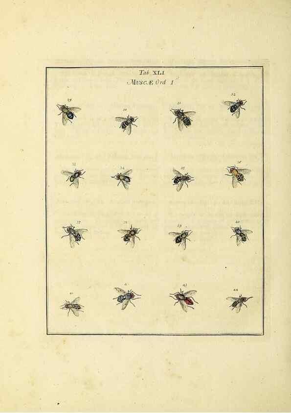 Reproducción/Reproduction 35976109300: Exposition des insectes que se trouvent en Angleterre;. Londres,B. White et J. Edwards,1786.