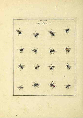 Reproducción/Reproduction 35976109300: Exposition des insectes que se trouvent en Angleterre;. Londres,B. White et J. Edwards,1786.