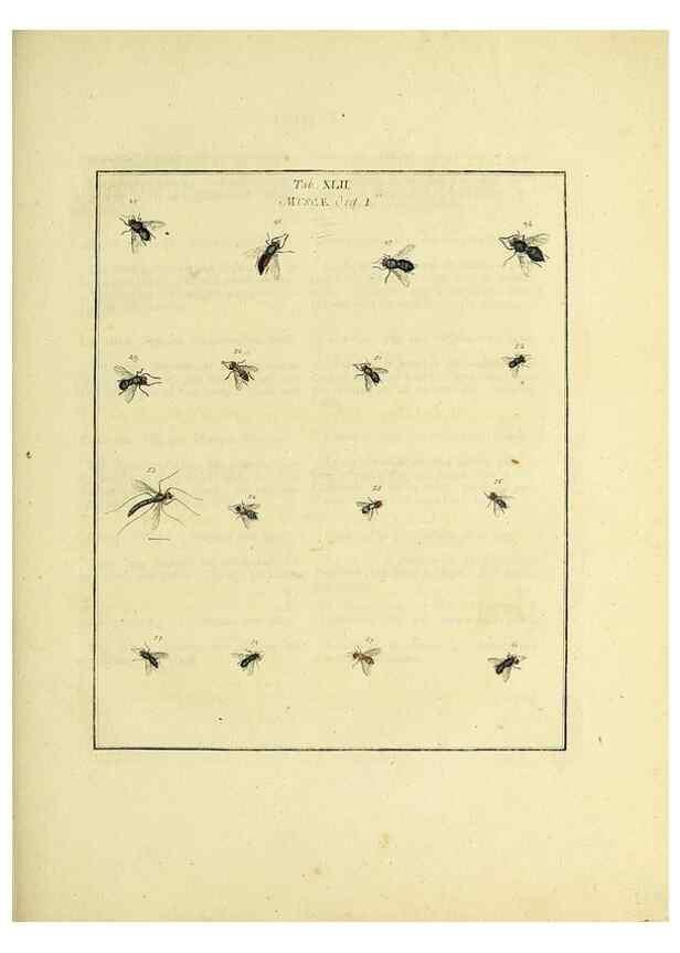 Reproducción/Reproduction 36328094936: Exposition des insectes que se trouvent en Angleterre;. Londres,B. White et J. Edwards,1786.