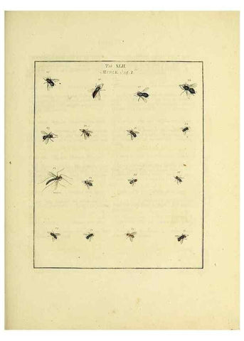 Reproducción/Reproduction 36328094936: Exposition des insectes que se trouvent en Angleterre;. Londres,B. White et J. Edwards,1786.