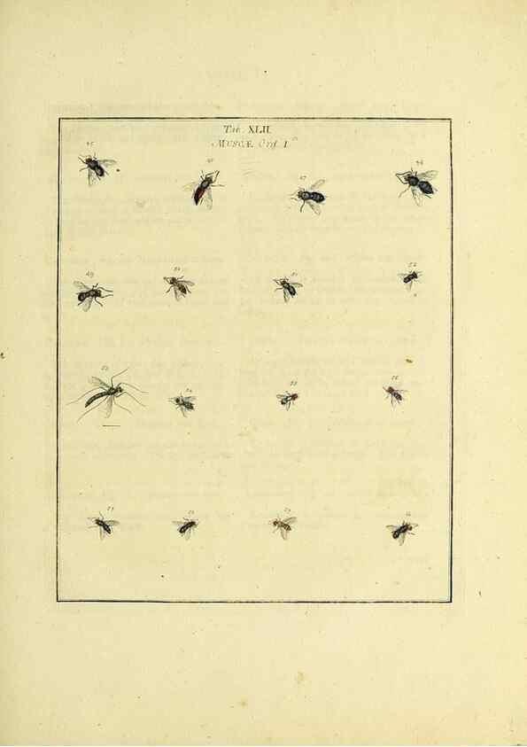 Reproducción/Reproduction 36328094936: Exposition des insectes que se trouvent en Angleterre;. Londres,B. White et J. Edwards,1786.