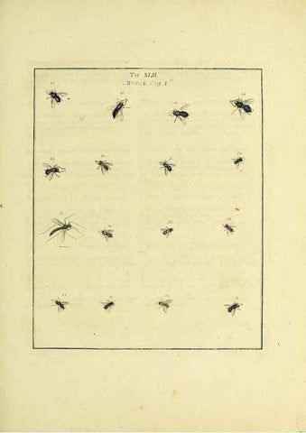 Reproducción/Reproduction 36328094936: Exposition des insectes que se trouvent en Angleterre;. Londres,B. White et J. Edwards,1786.