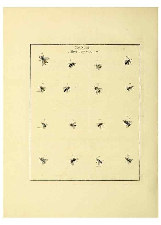 Reproducción/Reproduction 36328096056: Exposition des insectes que se trouvent en Angleterre;. Londres,B. White et J. Edwards,1786.
