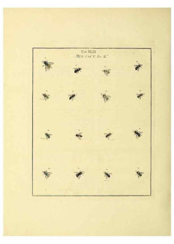 Reproducción/Reproduction 36328096056: Exposition des insectes que se trouvent en Angleterre;. Londres,B. White et J. Edwards,1786.