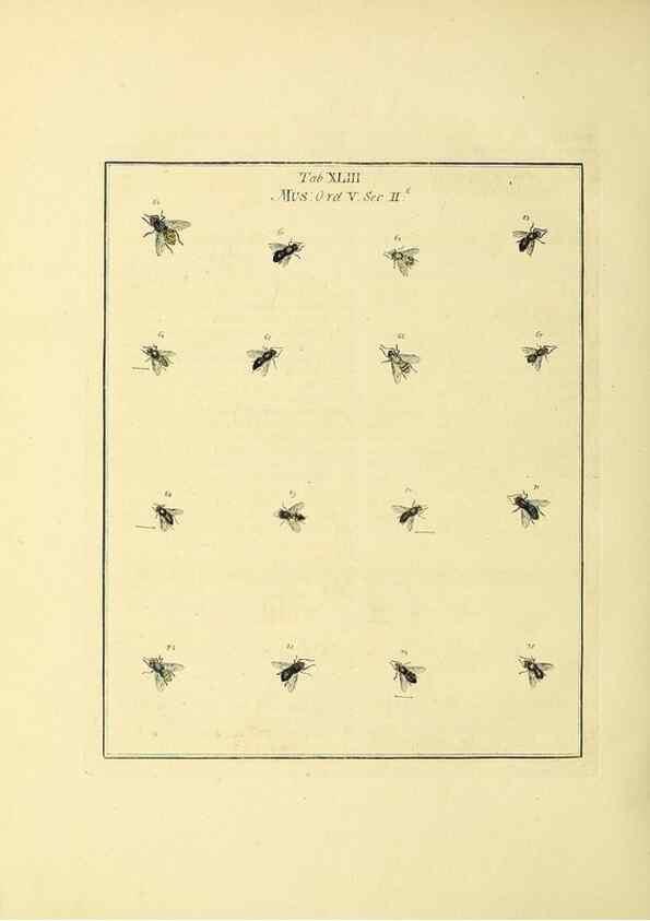 Reproducción/Reproduction 36328096056: Exposition des insectes que se trouvent en Angleterre;. Londres,B. White et J. Edwards,1786.