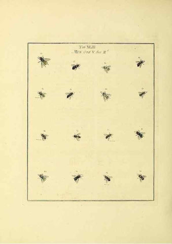 Reproducción/Reproduction 36328096056: Exposition des insectes que se trouvent en Angleterre;. Londres,B. White et J. Edwards,1786.