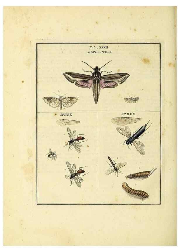 Reproducción/Reproduction 35537097264: Exposition des insectes que se trouvent en Angleterre;. Londres,B. White et J. Edwards,1786.