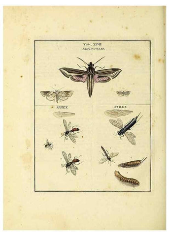 Reproducción/Reproduction 35537097264: Exposition des insectes que se trouvent en Angleterre;. Londres,B. White et J. Edwards,1786.