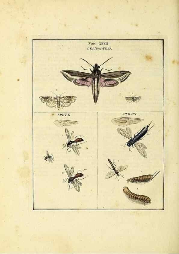 Reproducción/Reproduction 35537097264: Exposition des insectes que se trouvent en Angleterre;. Londres,B. White et J. Edwards,1786.