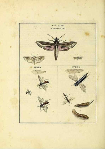 Reproducción/Reproduction 35537097264: Exposition des insectes que se trouvent en Angleterre;. Londres,B. White et J. Edwards,1786.