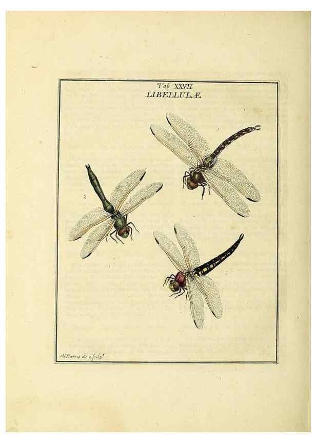 Reproducción/Reproduction 35537095004: Exposition des insectes que se trouvent en Angleterre;. Londres,B. White et J. Edwards,1786.