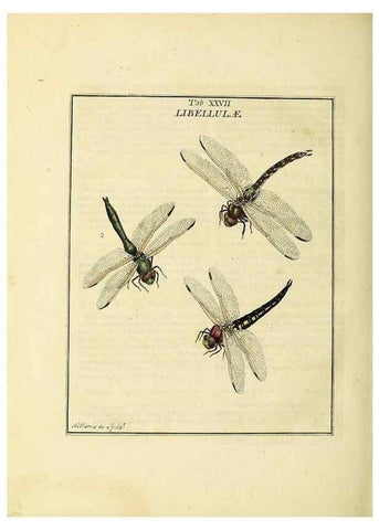 Reproducción/Reproduction 35537095004: Exposition des insectes que se trouvent en Angleterre;. Londres,B. White et J. Edwards,1786.