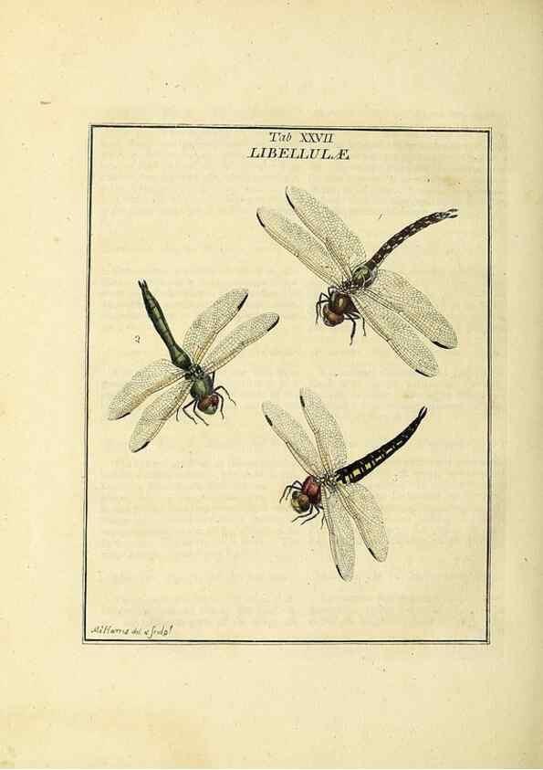 Reproducción/Reproduction 35537095004: Exposition des insectes que se trouvent en Angleterre;. Londres,B. White et J. Edwards,1786.
