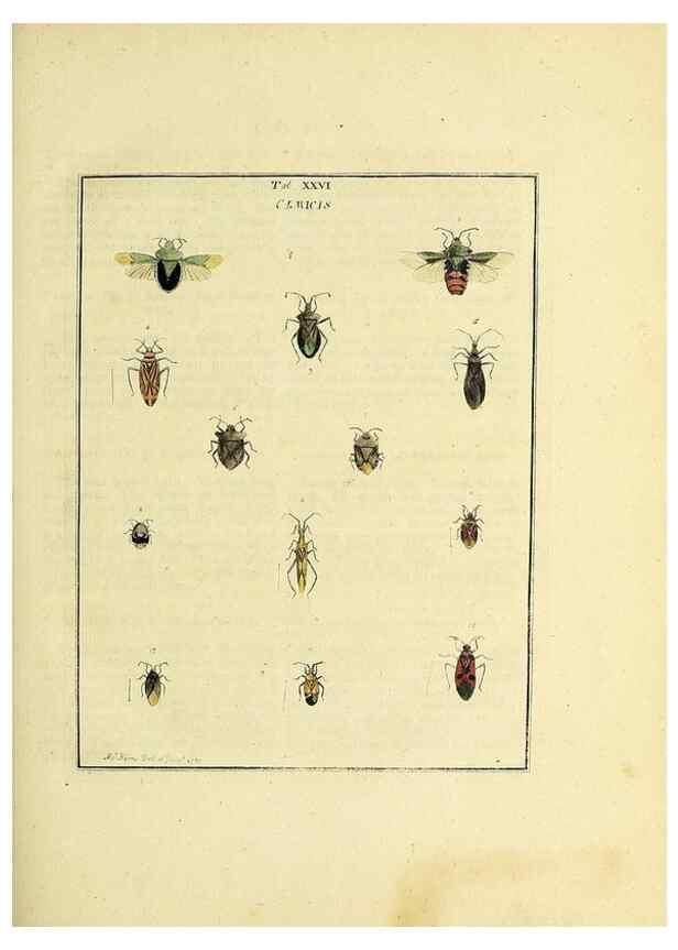 Reproducción/Reproduction 36236211011: Exposition des insectes que se trouvent en Angleterre;. Londres,B. White et J. Edwards,1786.