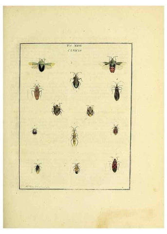 Reproducción/Reproduction 36236211011: Exposition des insectes que se trouvent en Angleterre;. Londres,B. White et J. Edwards,1786.