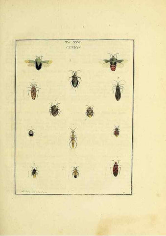 Reproducción/Reproduction 36236211011: Exposition des insectes que se trouvent en Angleterre;. Londres,B. White et J. Edwards,1786.