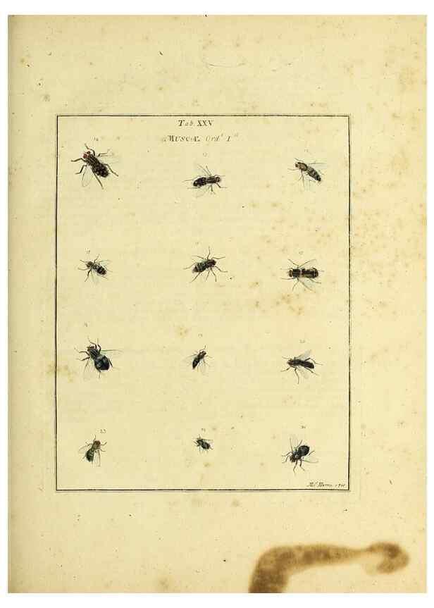 Reproducción/Reproduction 35976084760: Exposition des insectes que se trouvent en Angleterre;. Londres,B. White et J. Edwards,1786.