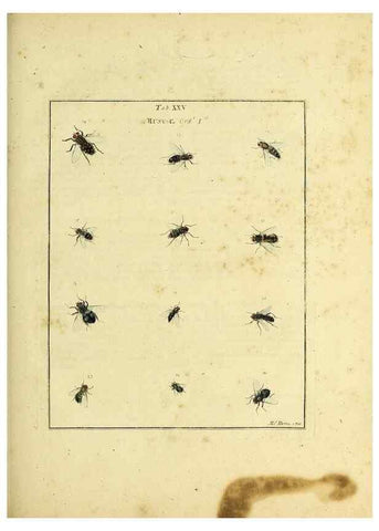 Reproducción/Reproduction 35976084760: Exposition des insectes que se trouvent en Angleterre;. Londres,B. White et J. Edwards,1786.