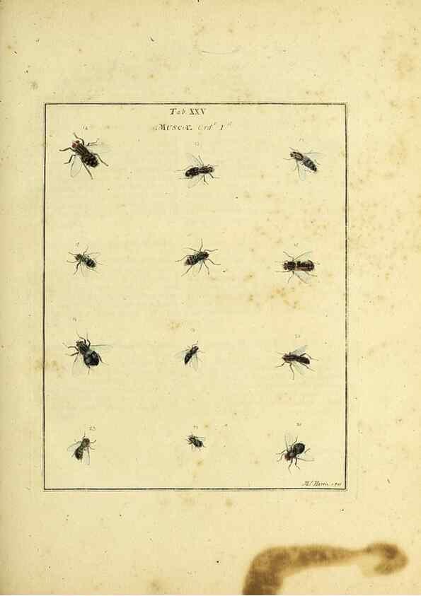 Reproducción/Reproduction 35976084760: Exposition des insectes que se trouvent en Angleterre;. Londres,B. White et J. Edwards,1786.