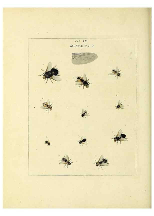 Reproducción/Reproduction 35537064844: Exposition des insectes que se trouvent en Angleterre;. Londres,B. White et J. Edwards,1786.
