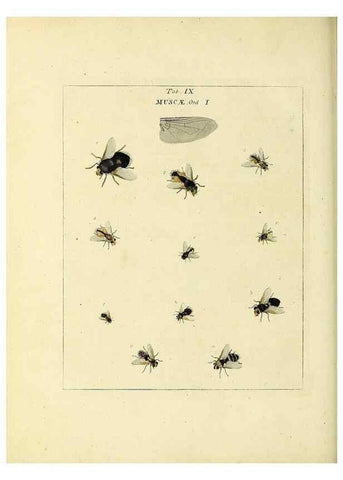 Reproducción/Reproduction 35537064844: Exposition des insectes que se trouvent en Angleterre;. Londres,B. White et J. Edwards,1786.
