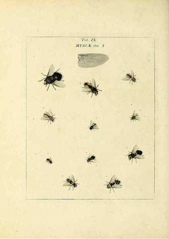 Reproducción/Reproduction 35537064844: Exposition des insectes que se trouvent en Angleterre;. Londres,B. White et J. Edwards,1786.