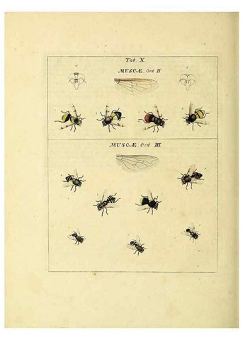 Reproducción/Reproduction 35537066374: Exposition des insectes que se trouvent en Angleterre;. Londres,B. White et J. Edwards,1786.