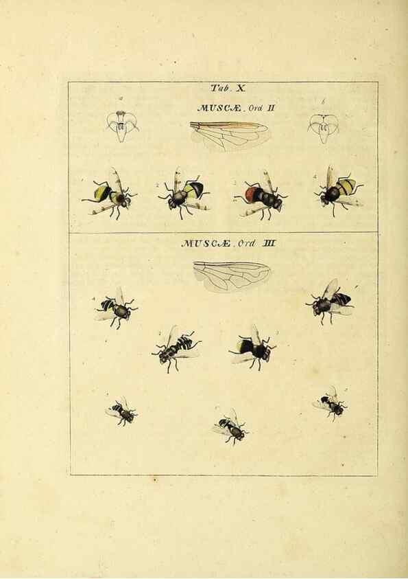 Reproducción/Reproduction 35537066374: Exposition des insectes que se trouvent en Angleterre;. Londres,B. White et J. Edwards,1786.