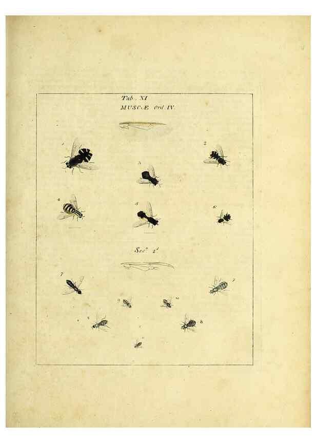 Reproducción/Reproduction 35537067934: Exposition des insectes que se trouvent en Angleterre;. Londres,B. White et J. Edwards,1786.