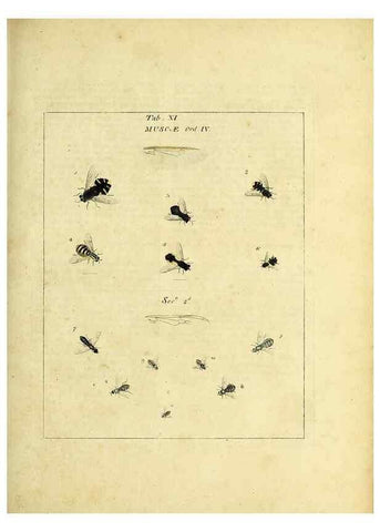 Reproducción/Reproduction 35537067934: Exposition des insectes que se trouvent en Angleterre;. Londres,B. White et J. Edwards,1786.