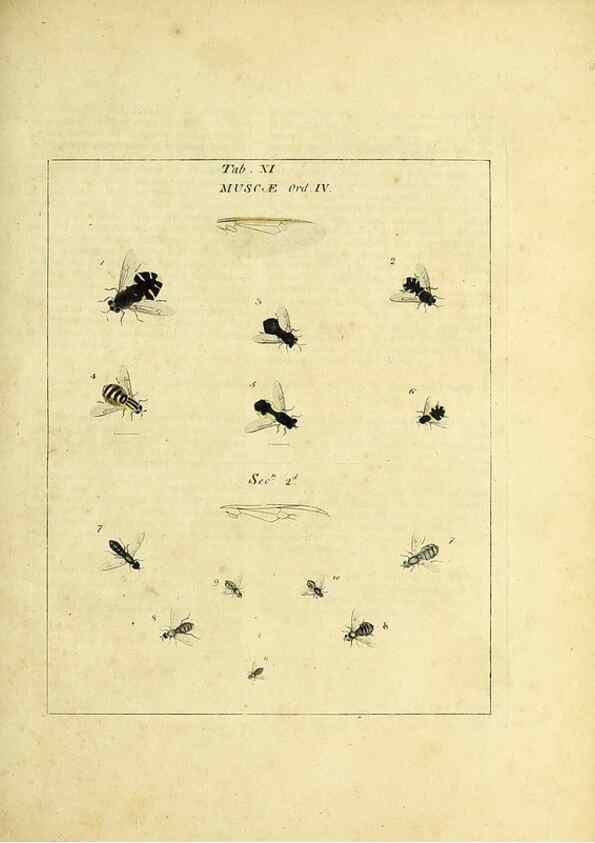 Reproducción/Reproduction 35537067934: Exposition des insectes que se trouvent en Angleterre;. Londres,B. White et J. Edwards,1786.