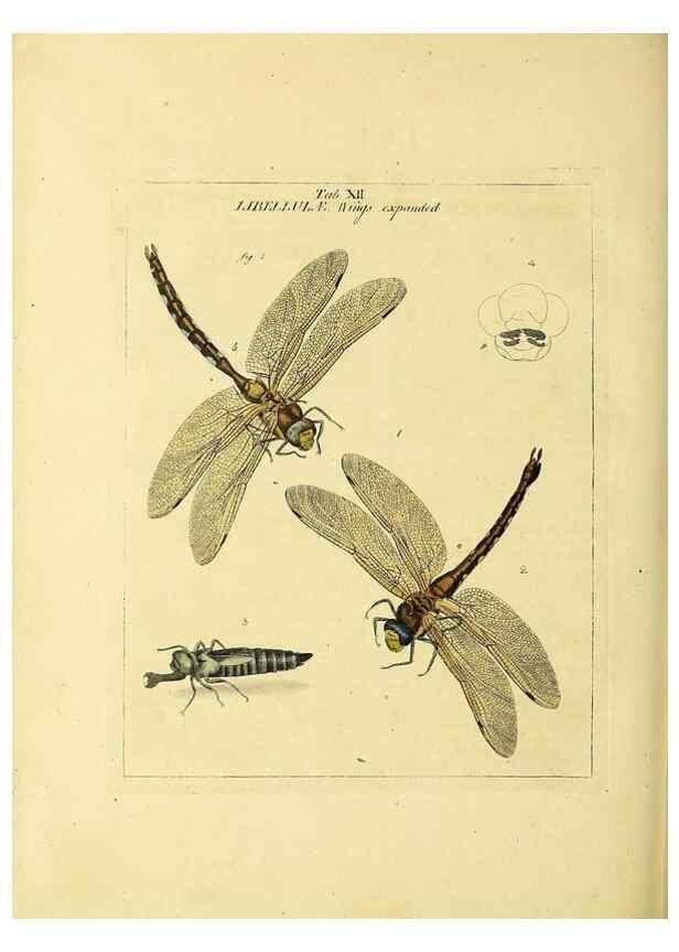 Reproducción/Reproduction 35537069594: Exposition des insectes que se trouvent en Angleterre;. Londres,B. White et J. Edwards,1786.