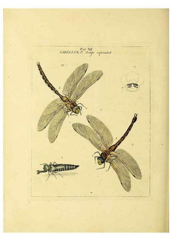 Reproducción/Reproduction 35537069594: Exposition des insectes que se trouvent en Angleterre;. Londres,B. White et J. Edwards,1786.