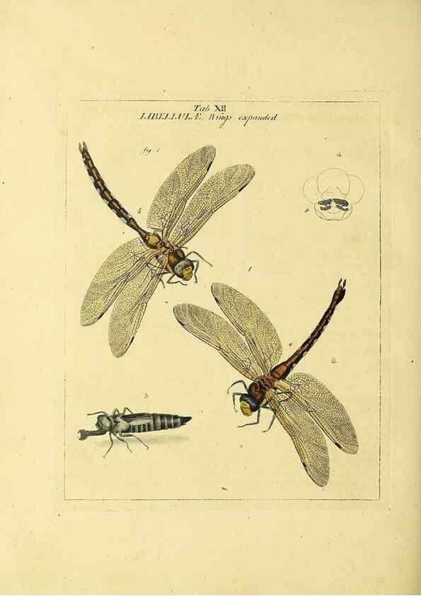 Reproducción/Reproduction 35537069594: Exposition des insectes que se trouvent en Angleterre;. Londres,B. White et J. Edwards,1786.