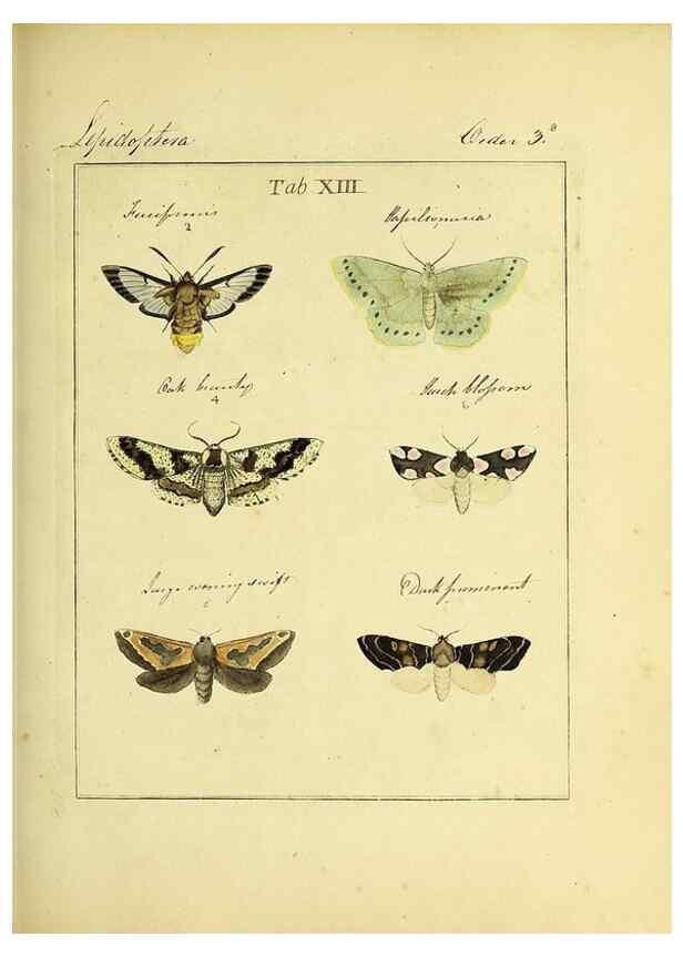 Reproducción/Reproduction 35537071444: Exposition des insectes que se trouvent en Angleterre;. Londres,B. White et J. Edwards,1786.