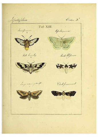 Reproducción/Reproduction 35537071444: Exposition des insectes que se trouvent en Angleterre;. Londres,B. White et J. Edwards,1786.