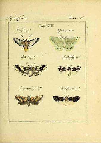 Reproducción/Reproduction 35537071444: Exposition des insectes que se trouvent en Angleterre;. Londres,B. White et J. Edwards,1786.