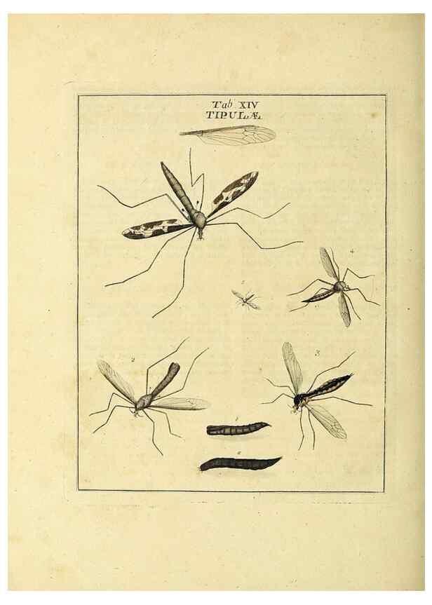 Reproducción/Reproduction 35537072994: Exposition des insectes que se trouvent en Angleterre;. Londres,B. White et J. Edwards,1786.