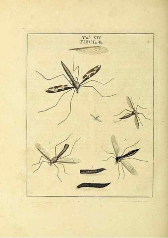 Reproducción/Reproduction 35537072994: Exposition des insectes que se trouvent en Angleterre;. Londres,B. White et J. Edwards,1786.