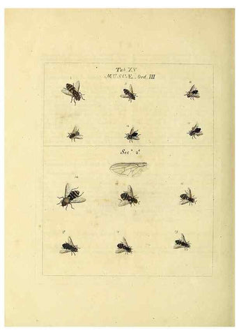 Reproducción/Reproduction 35537074294: Exposition des insectes que se trouvent en Angleterre;. Londres,B. White et J. Edwards,1786.