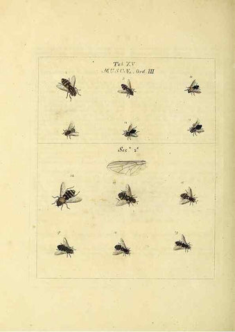 Reproducción/Reproduction 35537074294: Exposition des insectes que se trouvent en Angleterre;. Londres,B. White et J. Edwards,1786.