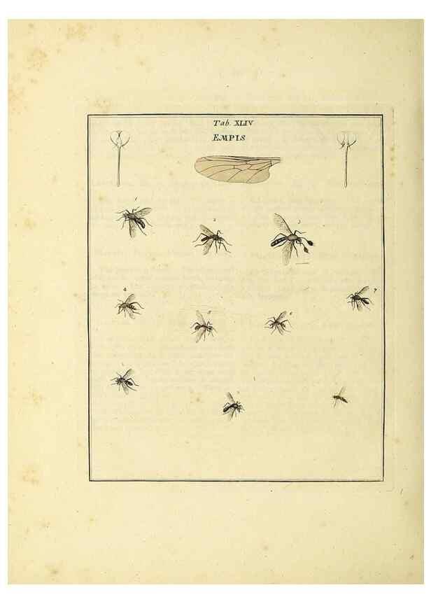 Reproducción/Reproduction 36328097136: Exposition des insectes que se trouvent en Angleterre;. Londres,B. White et J. Edwards,1786.