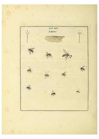 Reproducción/Reproduction 36328097136: Exposition des insectes que se trouvent en Angleterre;. Londres,B. White et J. Edwards,1786.