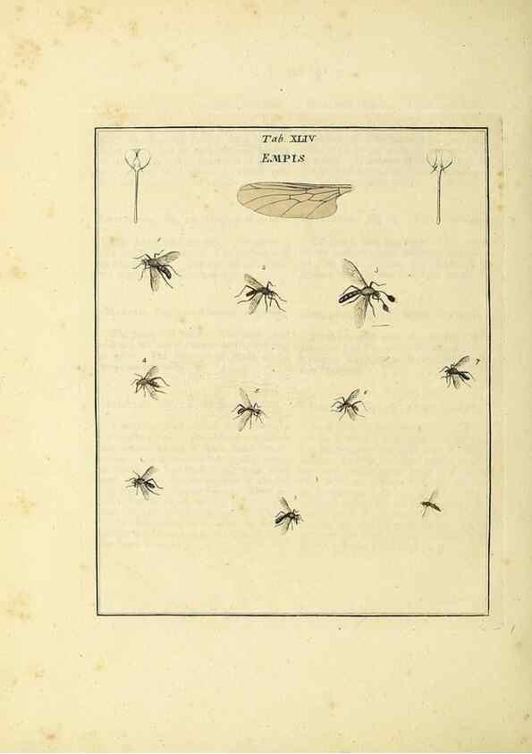 Reproducción/Reproduction 36328097136: Exposition des insectes que se trouvent en Angleterre;. Londres,B. White et J. Edwards,1786.