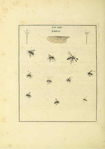 Reproducción/Reproduction 36328097136: Exposition des insectes que se trouvent en Angleterre;. Londres,B. White et J. Edwards,1786.