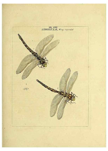 Reproducción/Reproduction 35537075744: Exposition des insectes que se trouvent en Angleterre;. Londres,B. White et J. Edwards,1786.