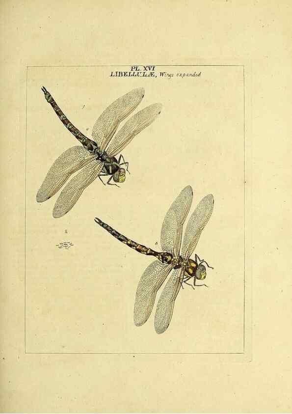 Reproducción/Reproduction 35537075744: Exposition des insectes que se trouvent en Angleterre;. Londres,B. White et J. Edwards,1786.