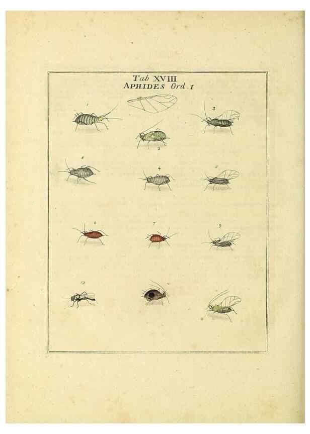 Reproducción/Reproduction 35537078084: Exposition des insectes que se trouvent en Angleterre;. Londres,B. White et J. Edwards,1786.