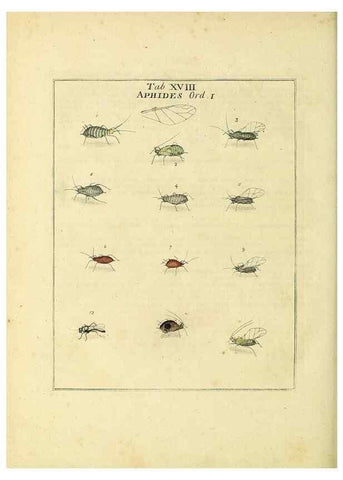 Reproducción/Reproduction 35537078084: Exposition des insectes que se trouvent en Angleterre;. Londres,B. White et J. Edwards,1786.