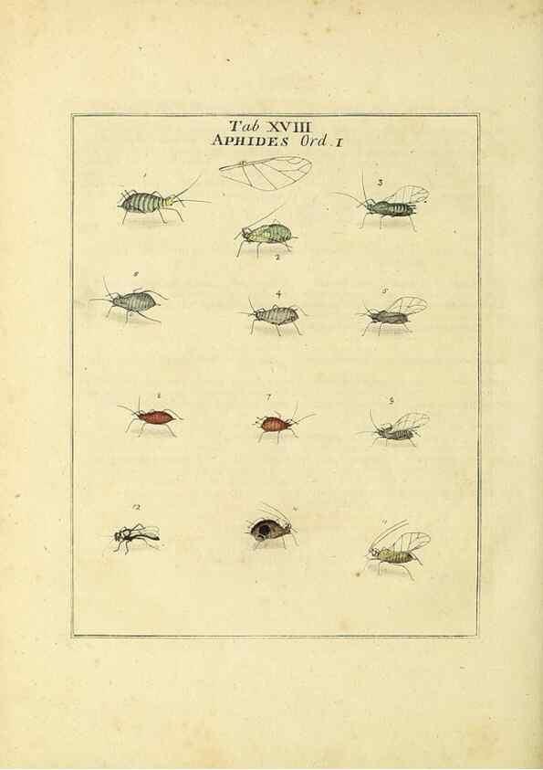 Reproducción/Reproduction 35537078084: Exposition des insectes que se trouvent en Angleterre;. Londres,B. White et J. Edwards,1786.